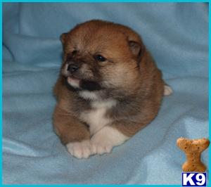 Shiba+inu+puppies+ohio