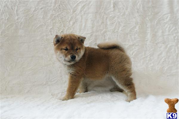 Puppies in NJ