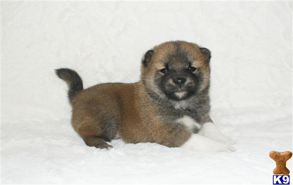 Puppies in NJ