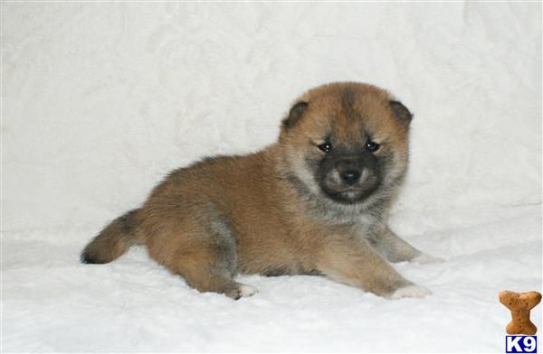 Puppies in NJ