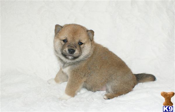 Puppies in NJ