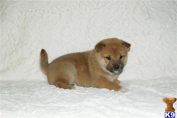Puppies in NJ