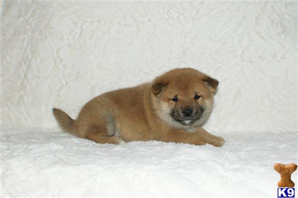 Puppies in NJ