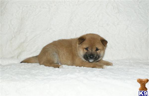 Puppies in NJ