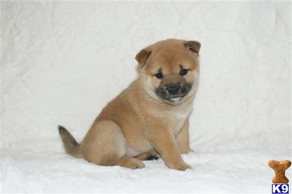 Puppies in NJ