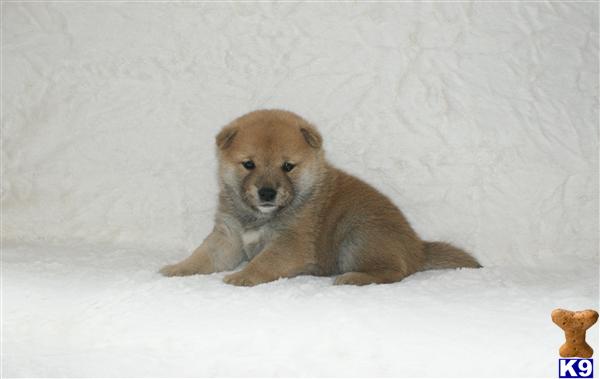 Puppies in NJ
