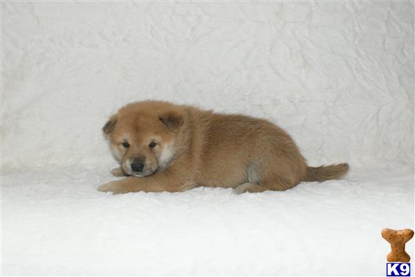 Puppies in NJ