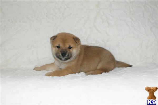 Puppies in NJ