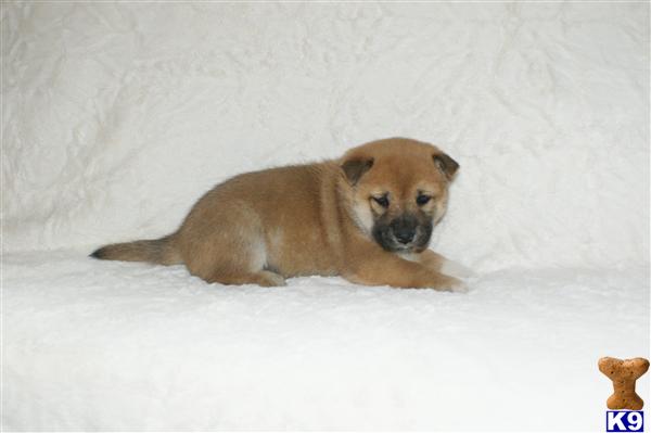 Puppies in NJ