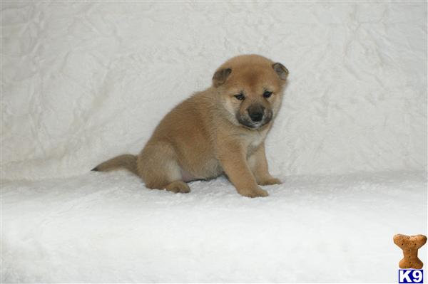 Puppies in NJ