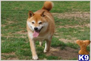 Dogs for Sale