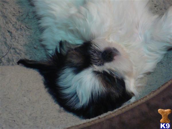 Shih Tzu Puppies in WV