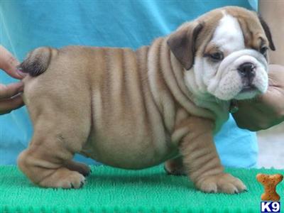 English Bulldog Puppies in VA