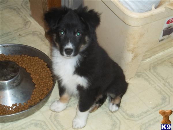Puppies in Chambersburg