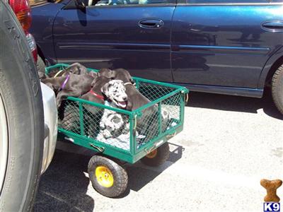 Great Dane Puppies for Sale