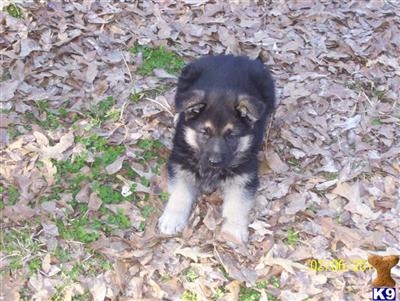 German Shepherd Puppies in TX