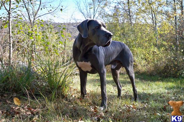 Stud Dogs in WI