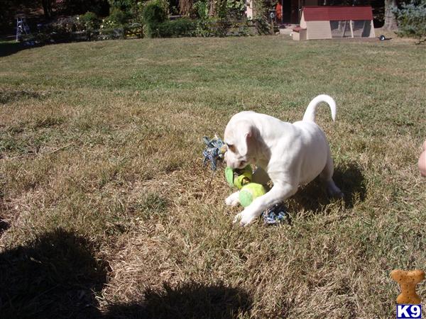 American Bulldog Puppies in TN