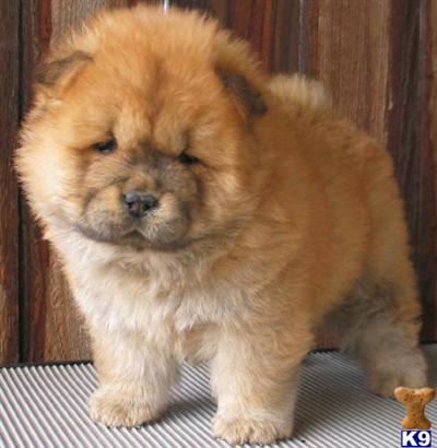 Chow Chow Puppies in TX