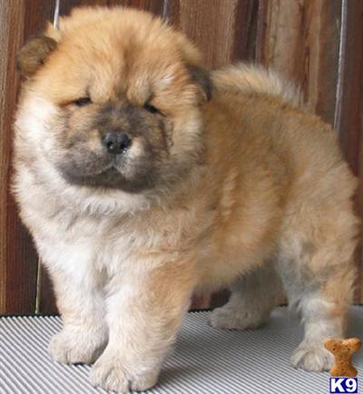 Chow Chow Puppies in TX