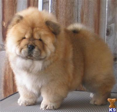 Chow Chow Puppies