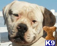 Stud Dogs - American Bulldog