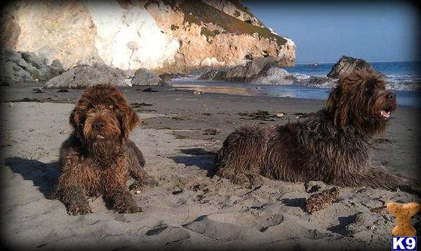 Wirehaired Pointing Griffon Puppies