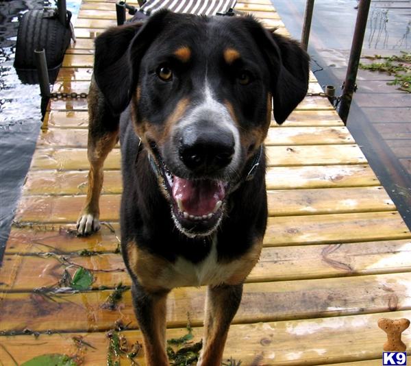 Stud Dogs in WI