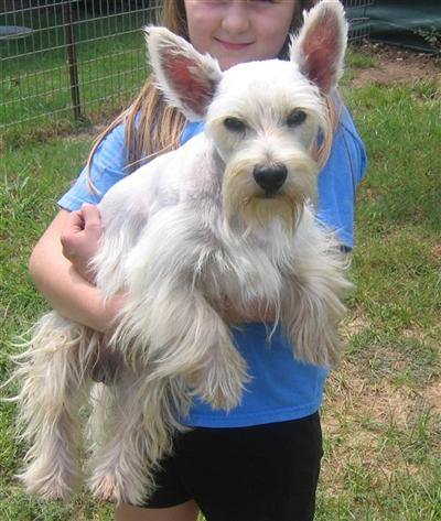 Dogs for Sale in TX