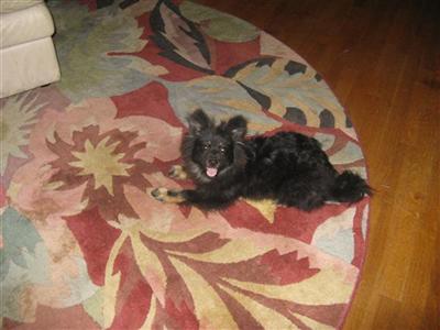 Pomeranian Puppies in TX