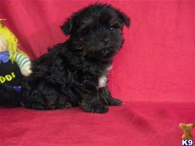 Yorkshire Terrier Puppies in TX
