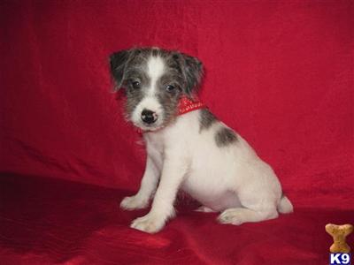 Rat Terrier Puppies for Sale