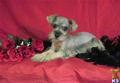 Miniature Schnauzer Puppies in TX