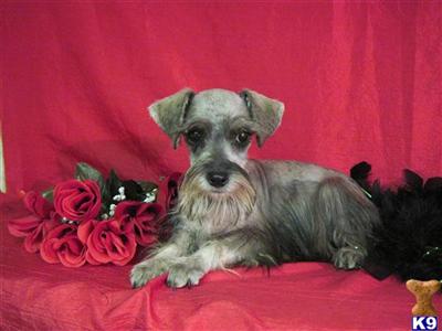 Miniature Schnauzer Puppies in TX