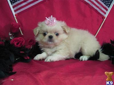 Pekingese Puppies for Sale