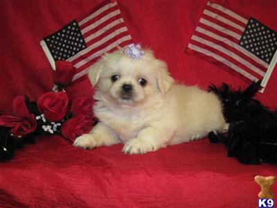 Pekingese Puppies for Sale
