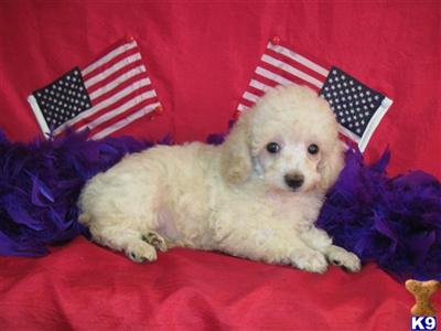 Poodle Puppies in TX