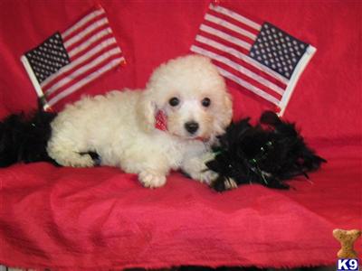 Poodle Puppies in TX