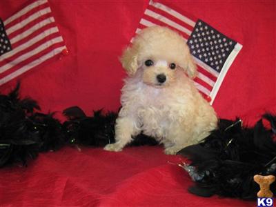 Poodle Puppies in TX