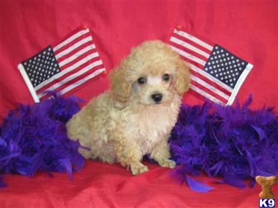 Poodle Puppies in TX