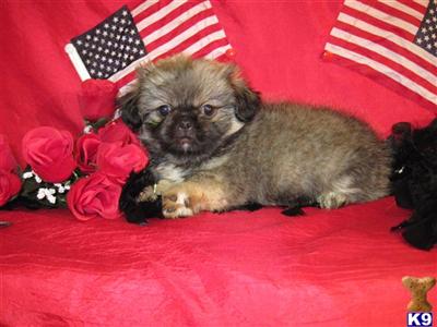 Pekingese Puppies for Sale