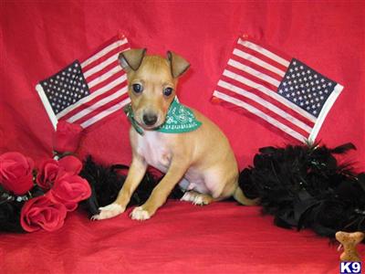 Italian Greyhound Puppies for Sale