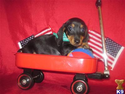 Dachshund Puppies in TX
