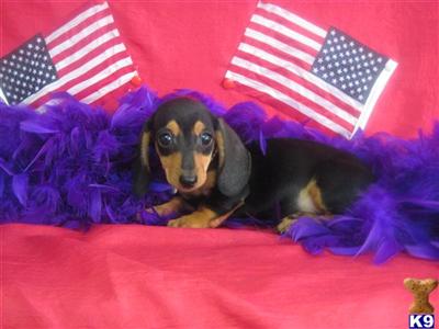 Dachshund Puppies in TX