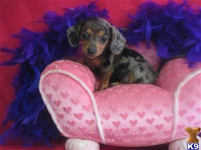 Dachshund Puppies in TX