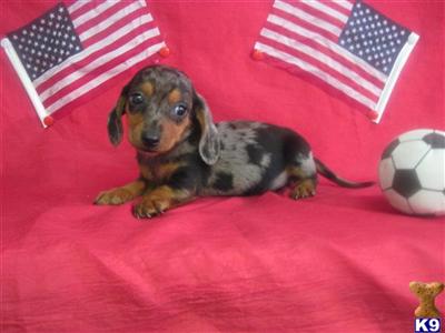 Dachshund Puppies in TX