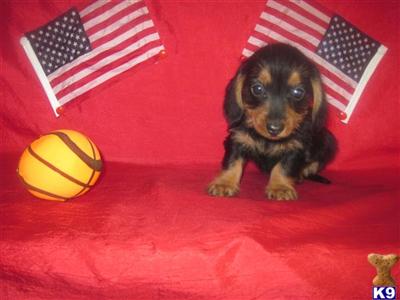 Dachshund Puppies in TX