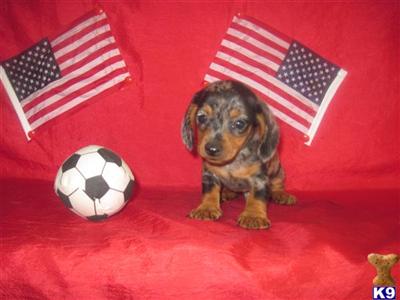 Dachshund Puppies in TX