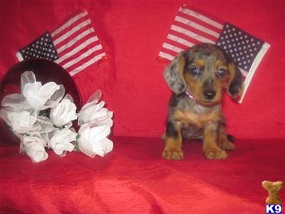 Dachshund Puppies in TX