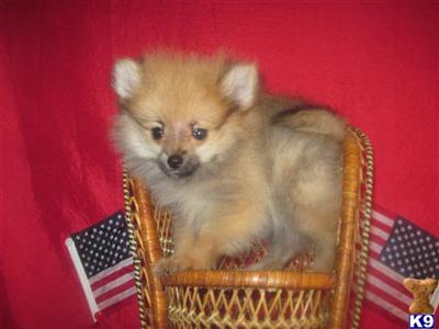 Pomeranian Puppies in TX